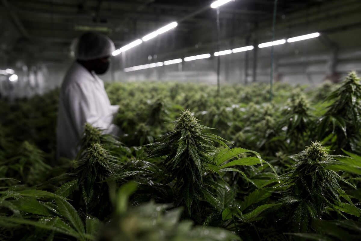 SNDL's Strategic Acquisition: A Game Changer for U.S. Cannabis Market
